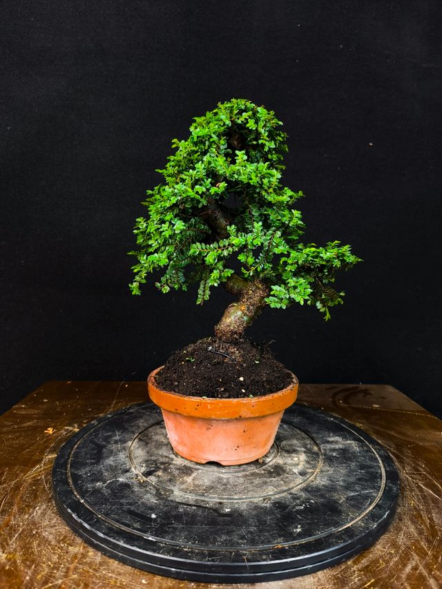 Bonsai di olmo Seiju