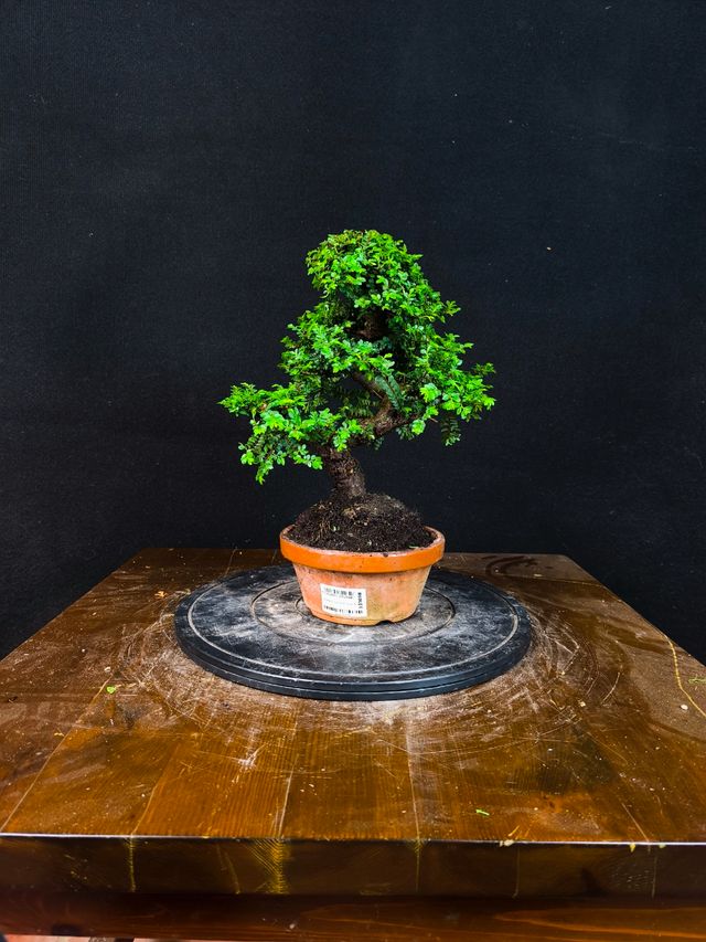 Bonsai di olmo Seiju