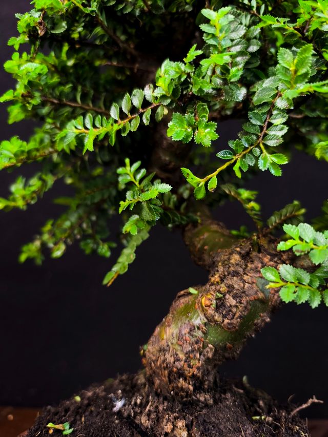 Bonsai di olmo Seiju