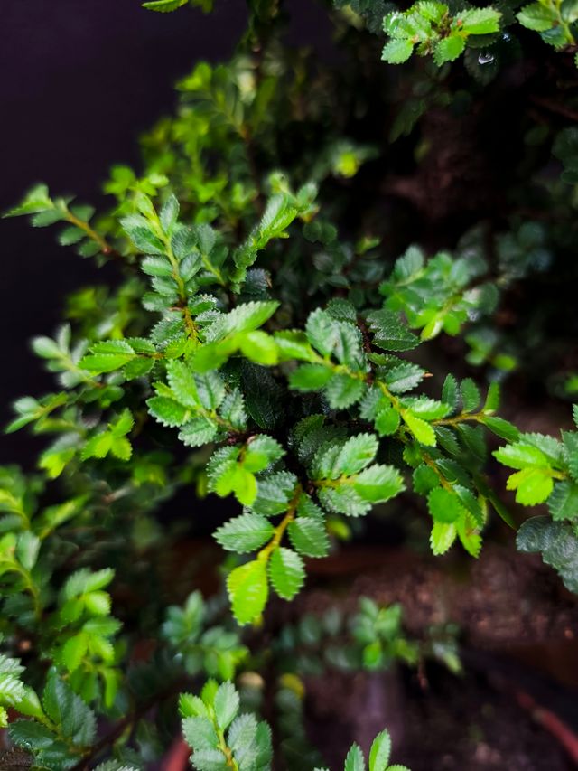 Bonsai di olmo Seiju
