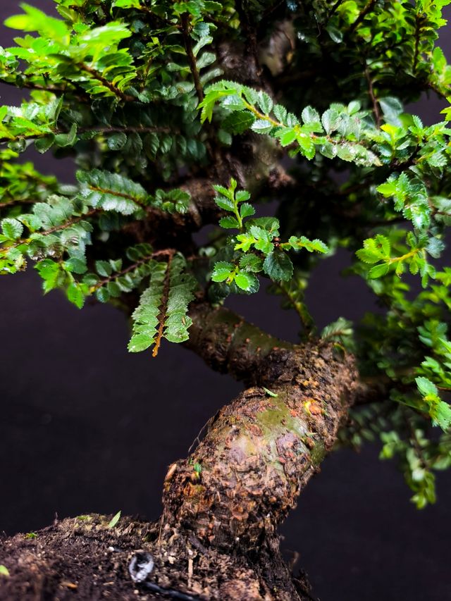 Bonsai di olmo Seiju