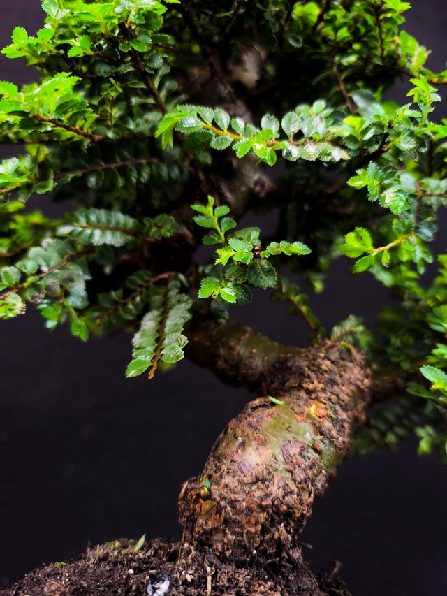 Bonsai di olmo Seiju