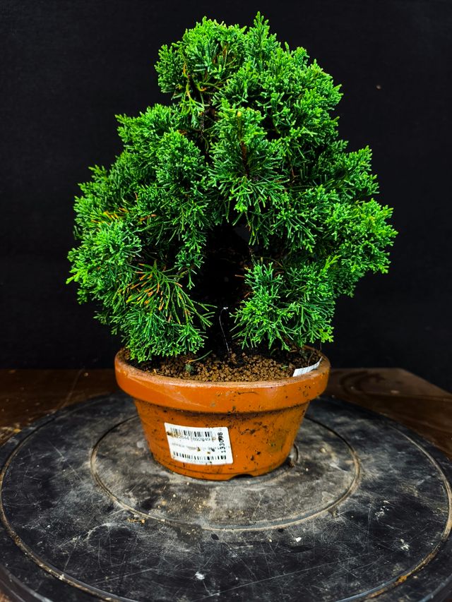 Bonsai di Juniperus Chinensis Kishu