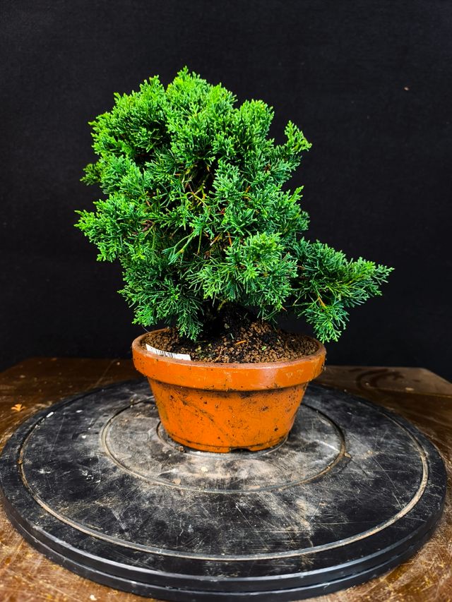 Bonsai di Juniperus Chinensis Kishu