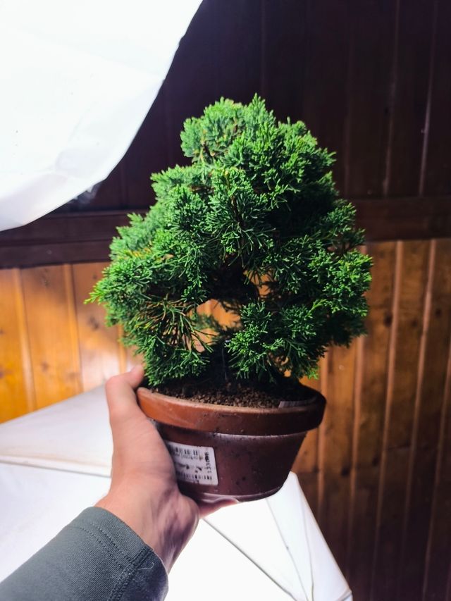 Bonsai di Juniperus Chinensis Kishu
