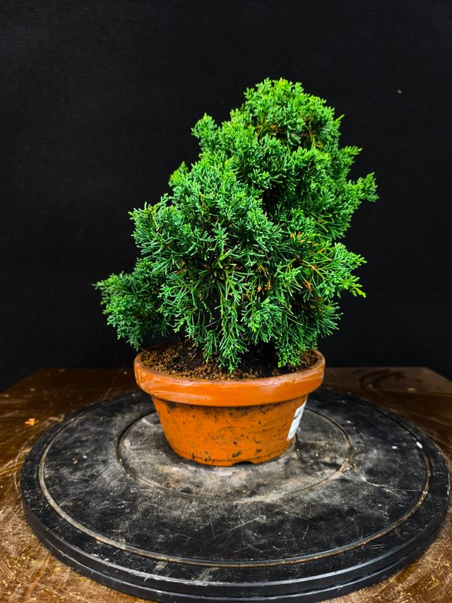 Bonsai di Juniperus Chinensis Kishu