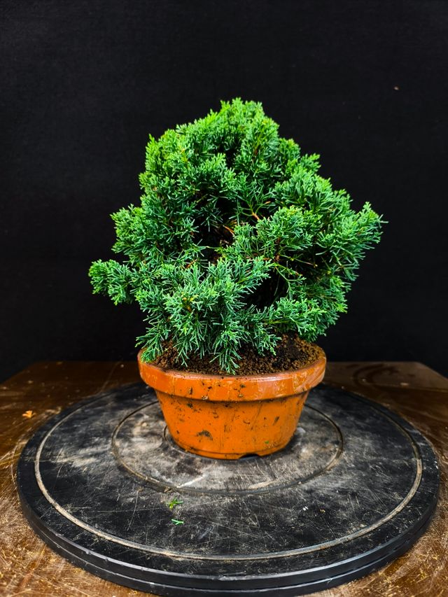 Bonsai di Juniperus Chinensis Kishu
