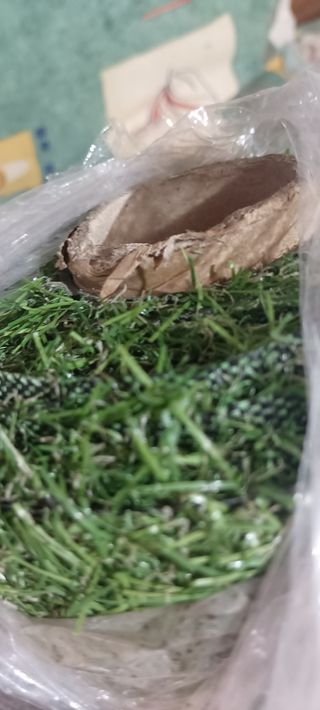 2 Rollos Césped Artificial Terraza Plus de 2x4m