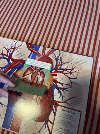 El cuerpo humano (Lupa mágica) (Spanish Edition)