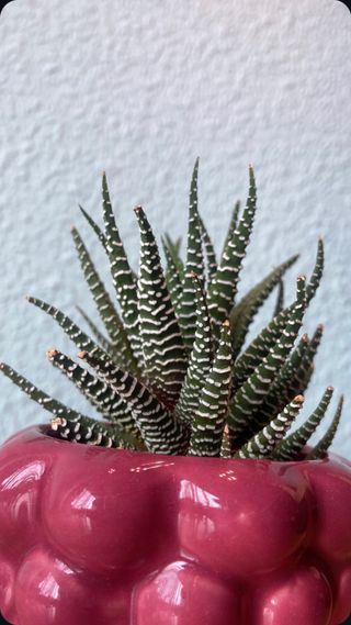 Haworthia cactus / Suculenta