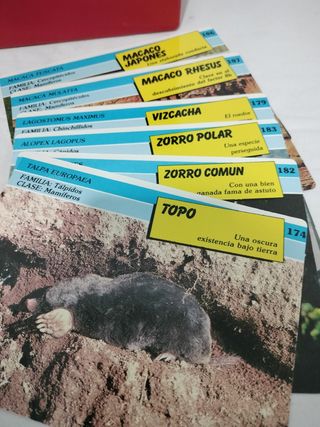Fichas de animales El Maravilloso Reino Animal