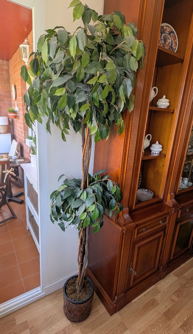 Planta de interior decorativa