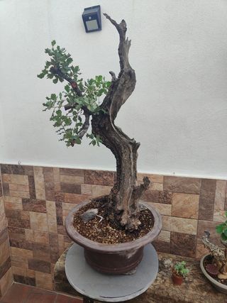 Encina Bonsái
