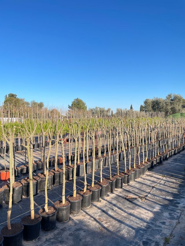 MORERAS Y OLIVOS