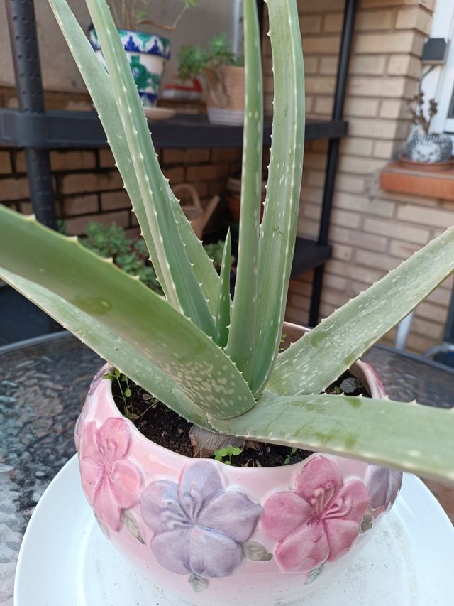 Planta Aloe Vera en Maceta Decorada
