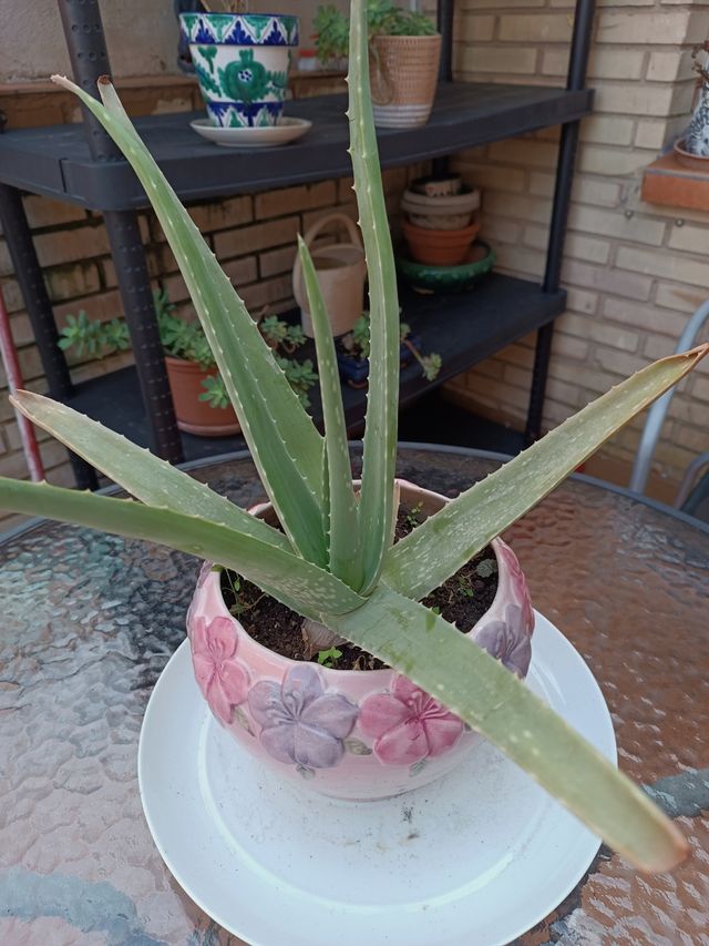 Planta Aloe Vera en Maceta Decorada