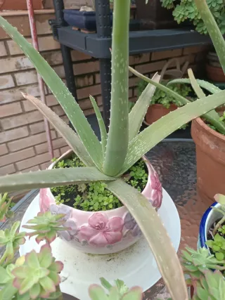 Planta Aloe Vera en Maceta Decorada