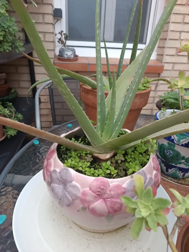 Planta Aloe Vera en Maceta Decorada