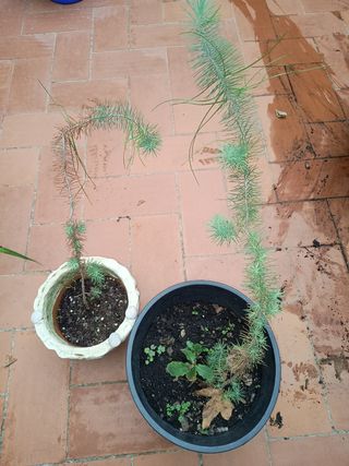 2 Pinus Pinea