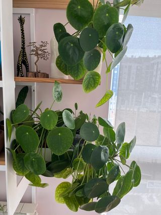 Esqueje Planta Pilea
