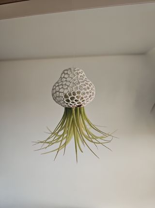 Tillandsia Medusa colgante