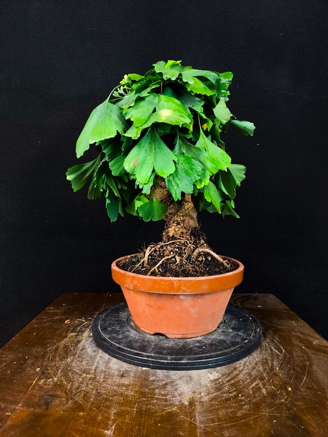 Bonsai Ginkgo Biloba