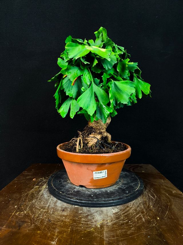 Bonsai Ginkgo Biloba