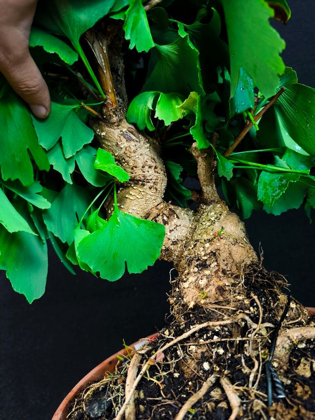 Bonsai Ginkgo Biloba