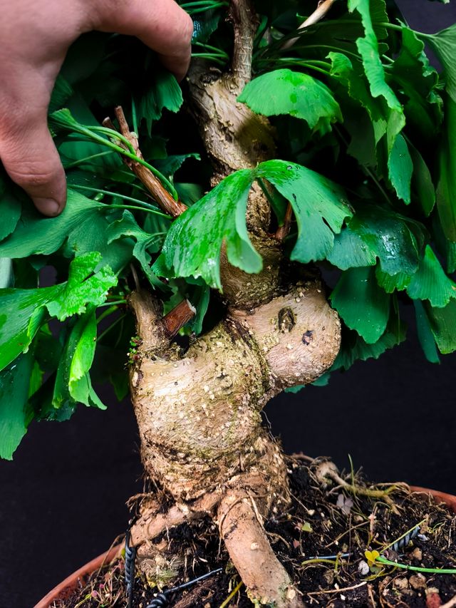 Bonsai Ginkgo Biloba