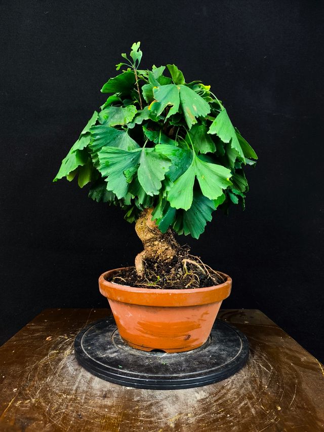 Bonsai Ginkgo Biloba