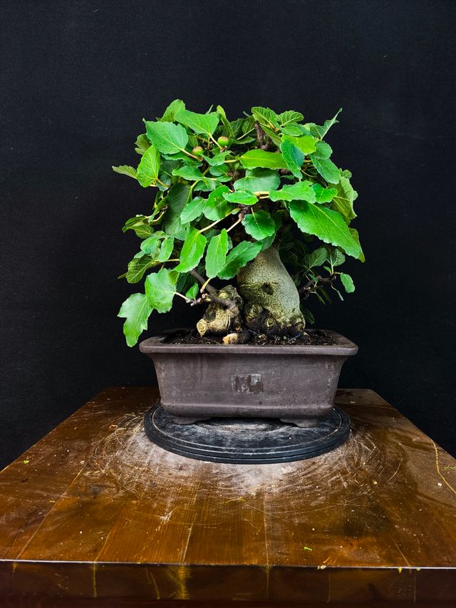 Bonsai di Ficus Carica