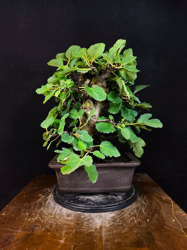 Bonsai di Ficus Carica
