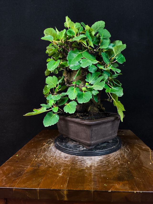 Bonsai di Ficus Carica
