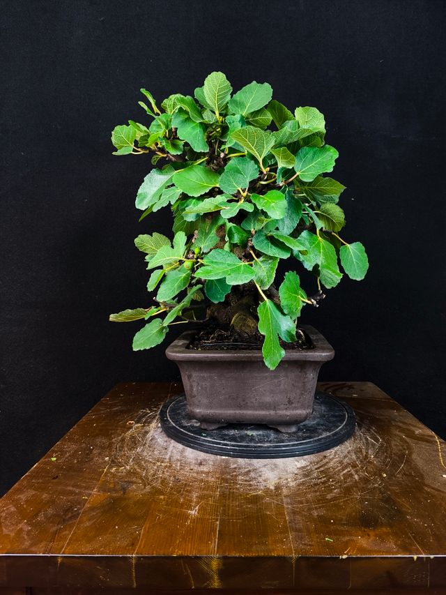 Bonsai di Ficus Carica