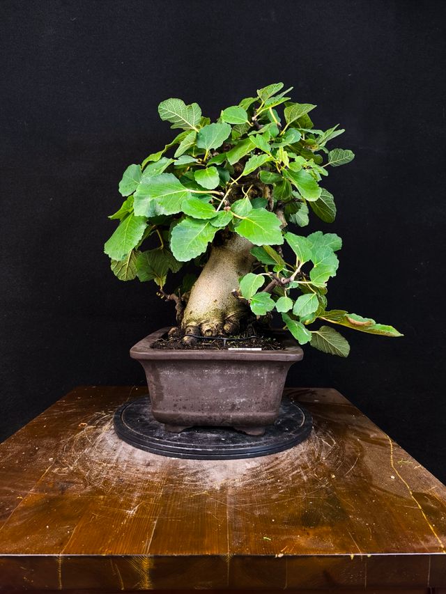 Bonsai di Ficus Carica