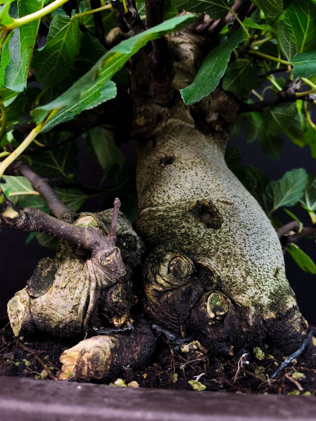 Bonsai di Ficus Carica
