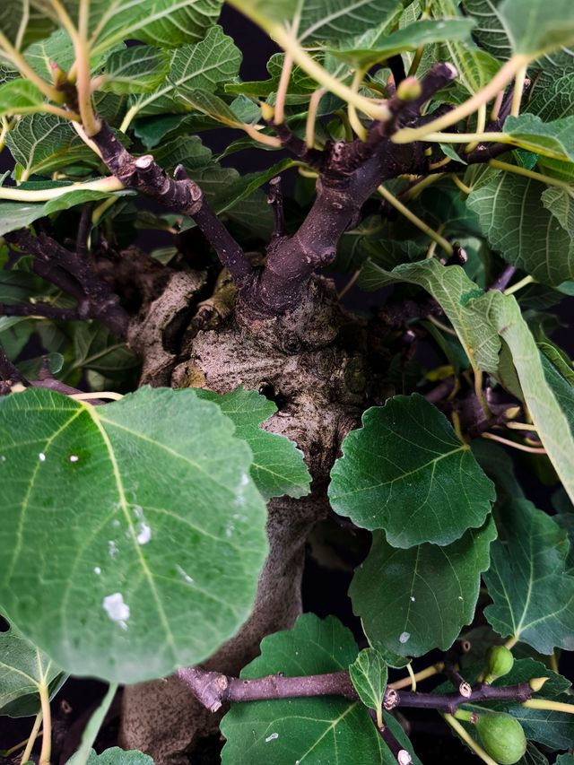 Bonsai di Ficus Carica