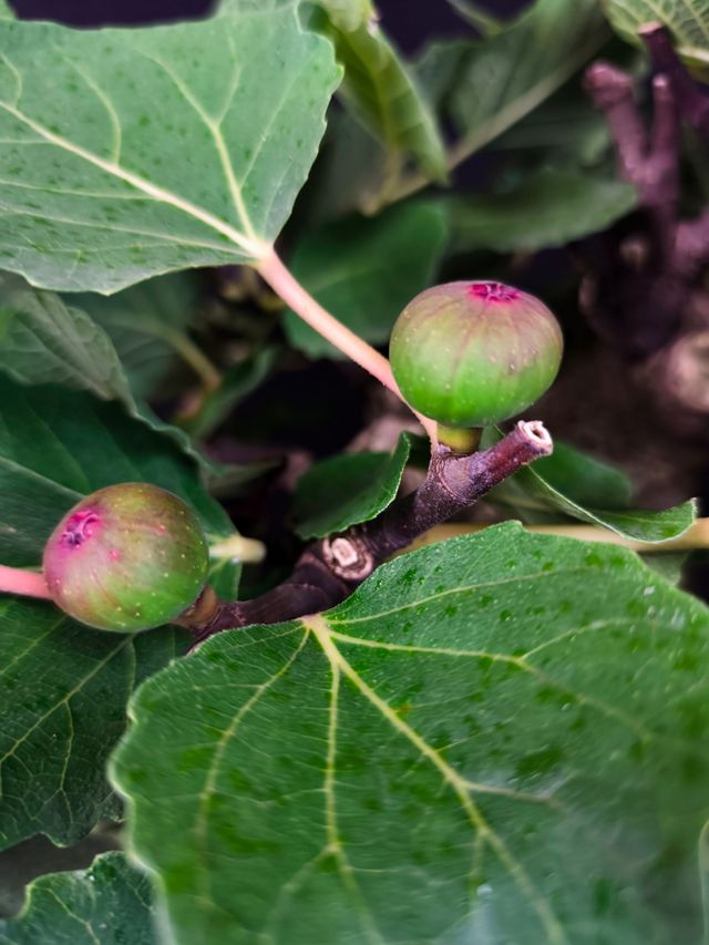 Bonsai di Ficus Carica
