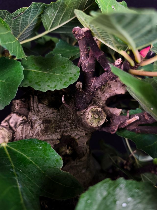 Bonsai di Ficus Carica