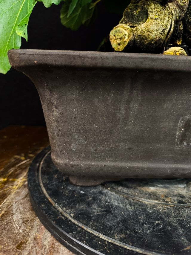 Bonsai di Ficus Carica