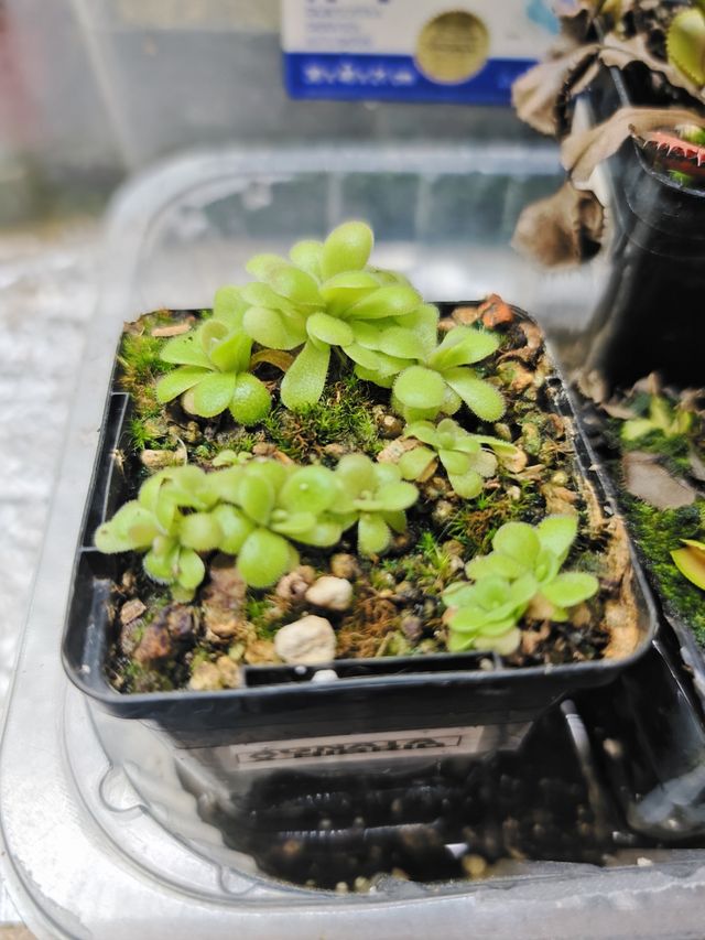 Agnata x Hibrida maceta +12 plantas