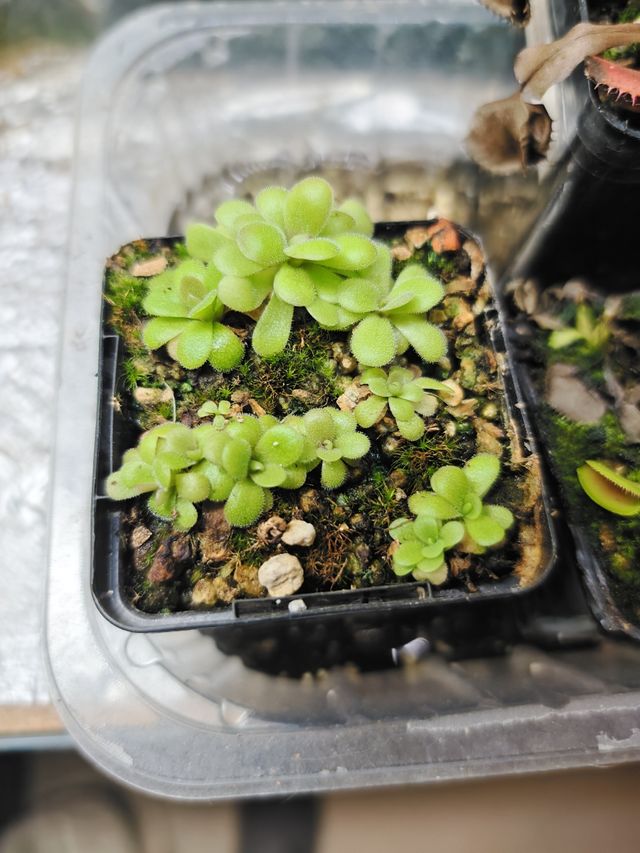 Agnata x Hibrida maceta +12 plantas