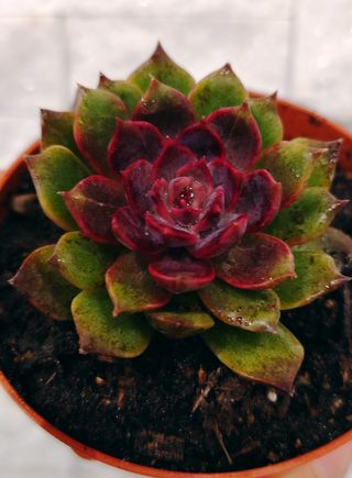 Echeveria Sesiming Pianta Succulenta