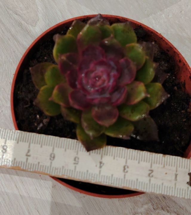 Echeveria Sesiming Pianta Succulenta
