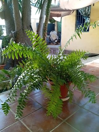 Planta de helecho en maceta