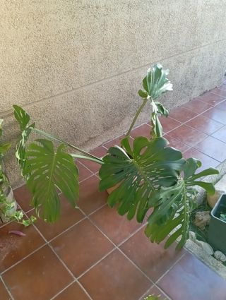 Monstera Deliciosa
