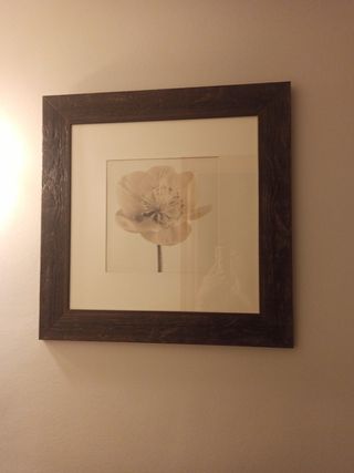 Cuadros Decorativos Flor Marrón y Blanco