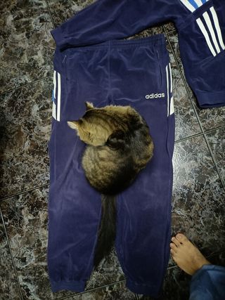 Chándal Adidas Azul
