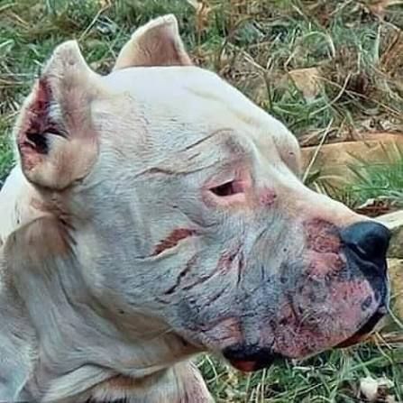 Sticker Perro Dogo Argentino Morocho Bandera