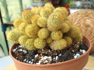 Cacto Mammillaria Elongata cristata em vaso 12